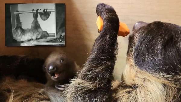 детеныш ленивца