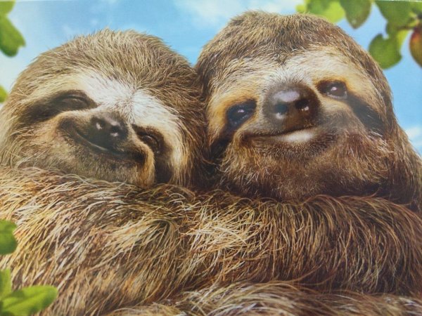 ленивцы обнимаются