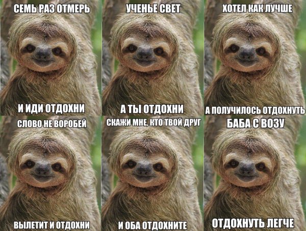 ленивец отдохни