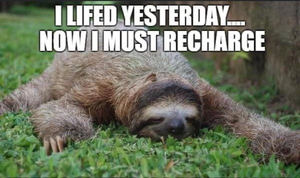 трехпалые ленивцы