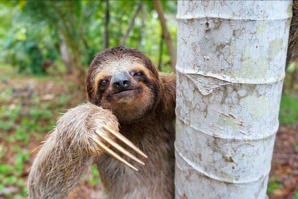 ошейниковый ленивец