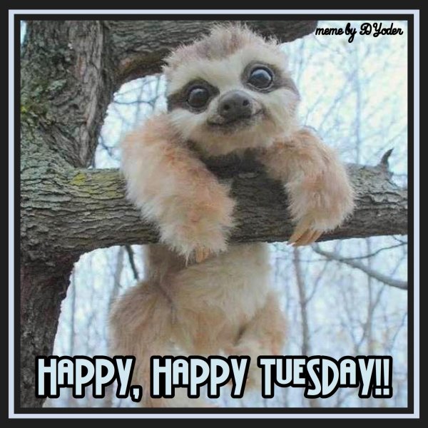 детеныш ленивца