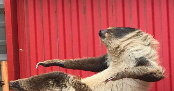 ленинградский зоопарк ленивец