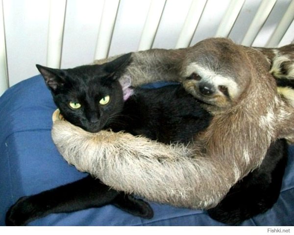 ленивец домашний