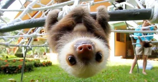 коста рика ленивцы