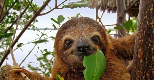 коста рика ленивцы