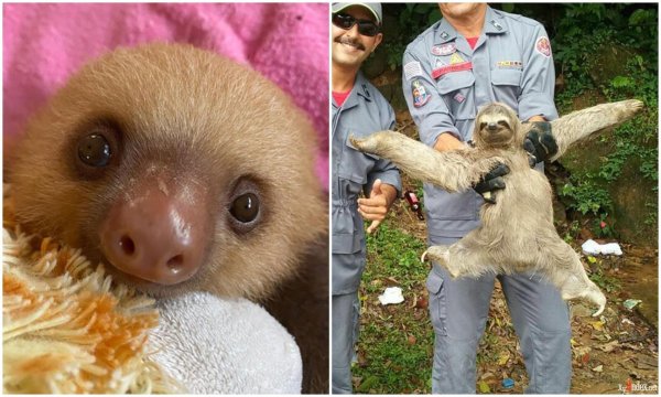 детеныш ленивца