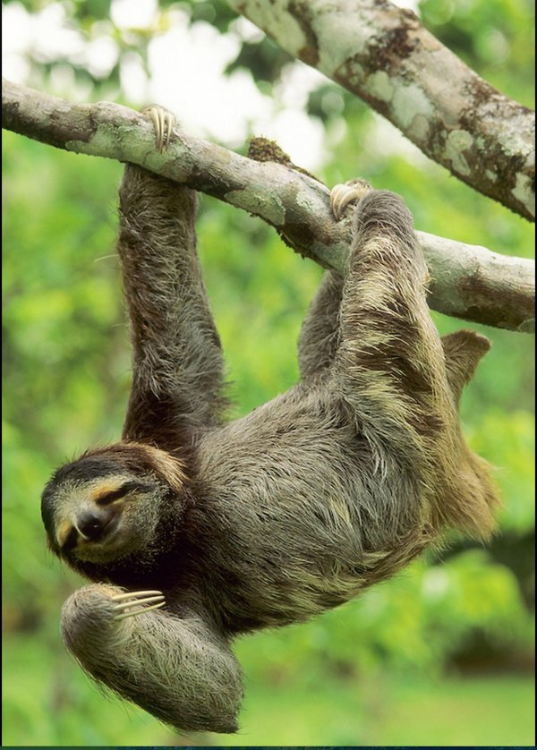 австралийский ленивец