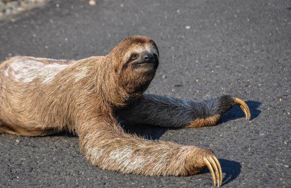 ленивцев bradypodidae