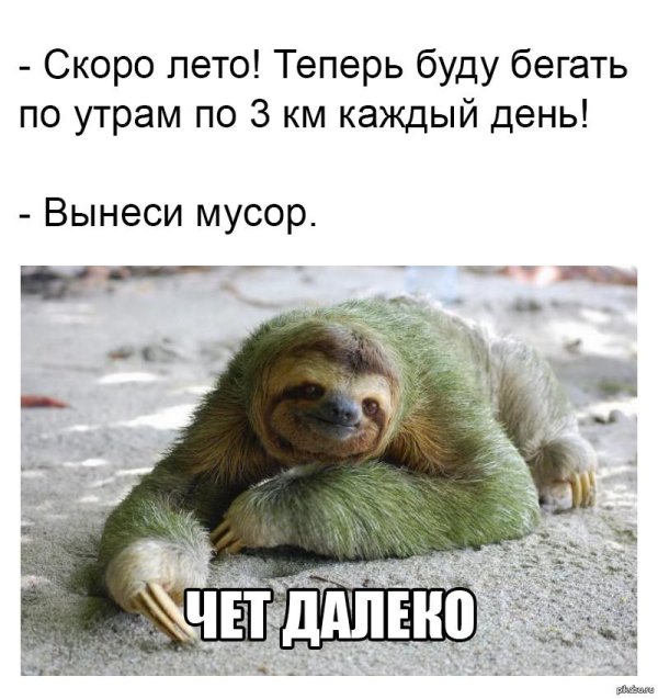 международный день ленивца