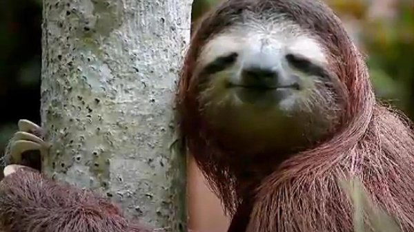 коста рика ленивцы