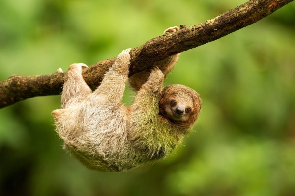 трехпалые ленивцы