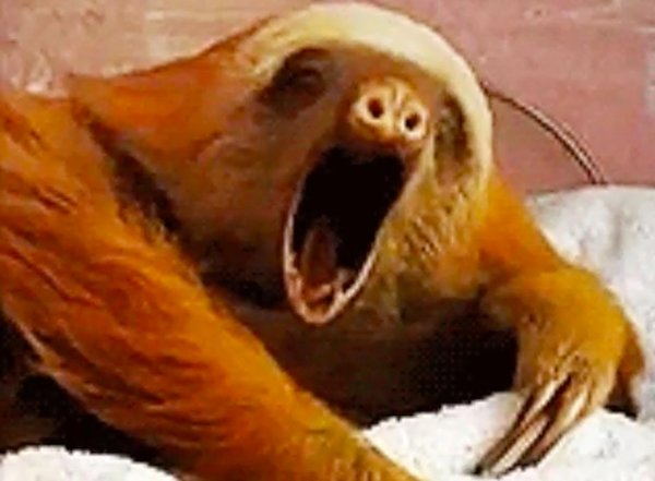 обезьяна проснулась