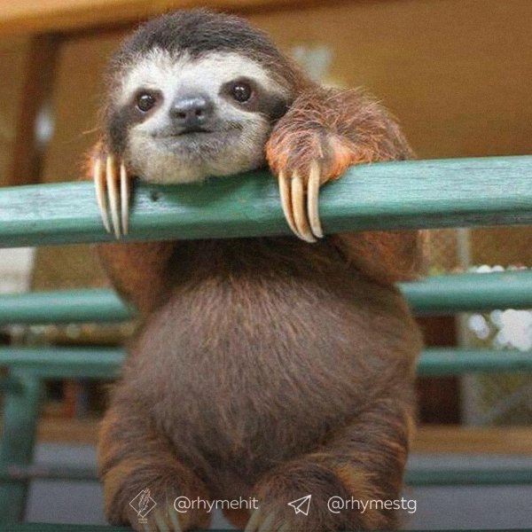 ленивец на лиане