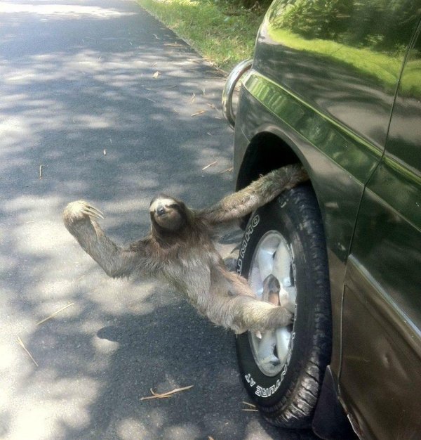 ленивец авто