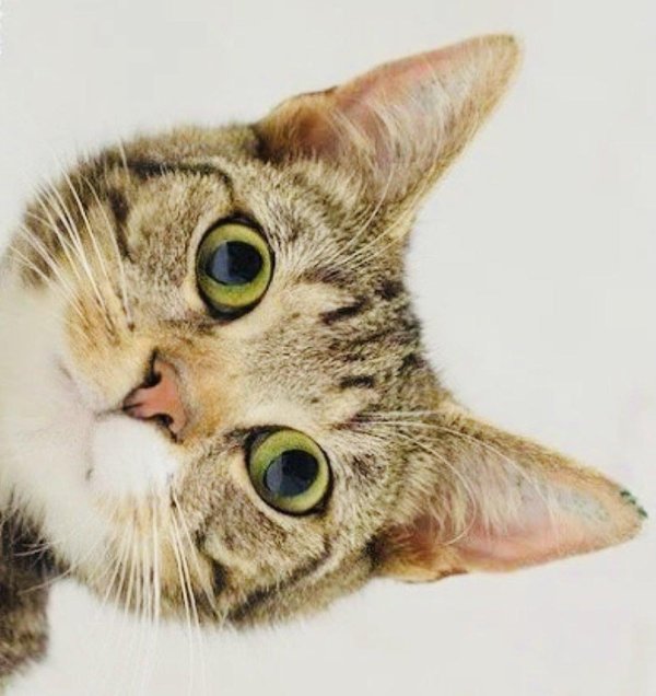 удивленный кот