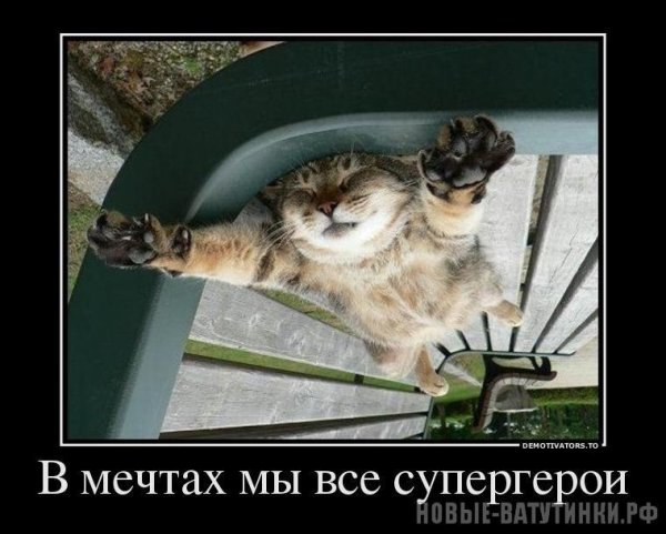 котик отдыхает