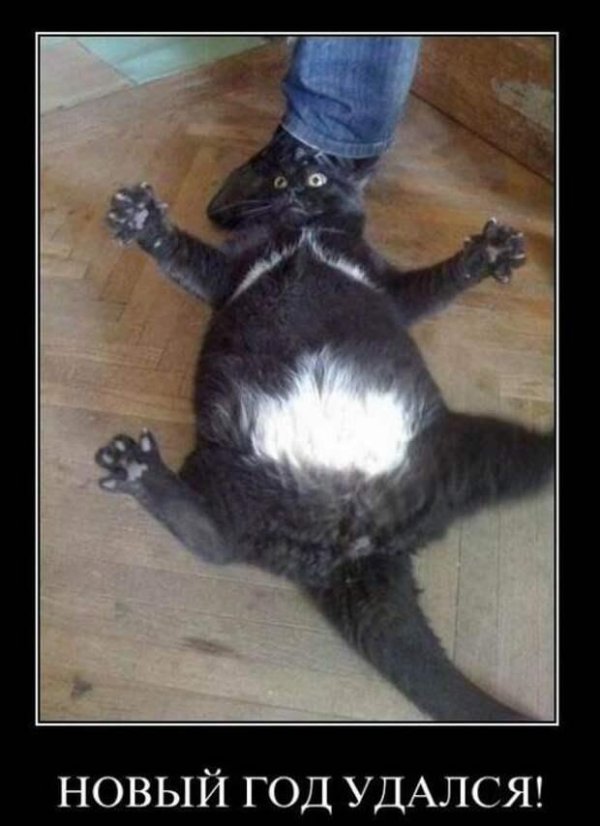 черный кот демотиватор