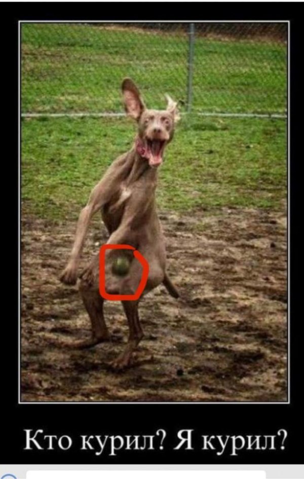 веймаранер собака