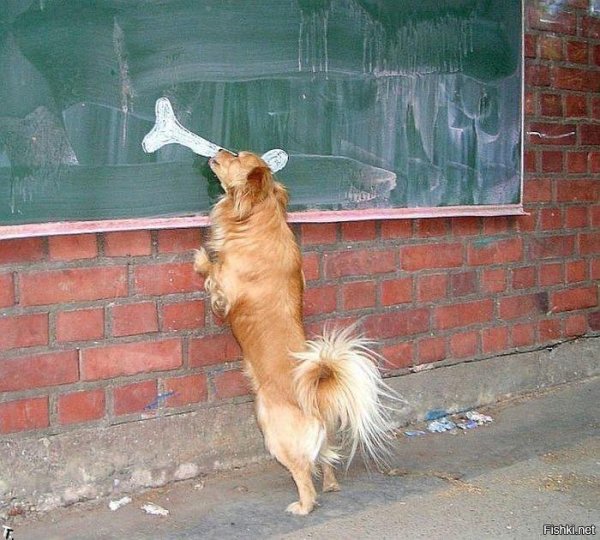 хвост собаки