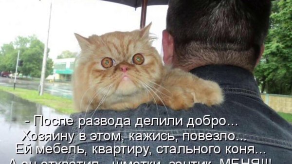 поздравляю с разводом мужчине