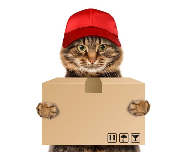 кот почтальон