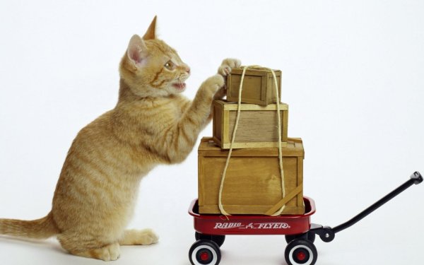 кот с чемоданами