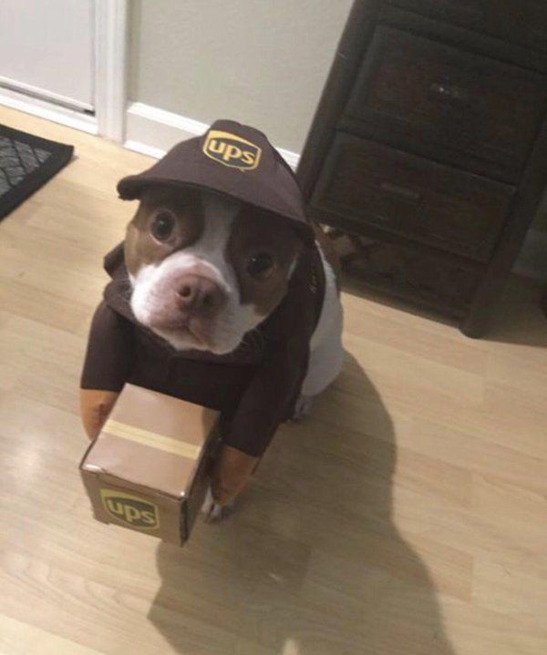 костюм для собак