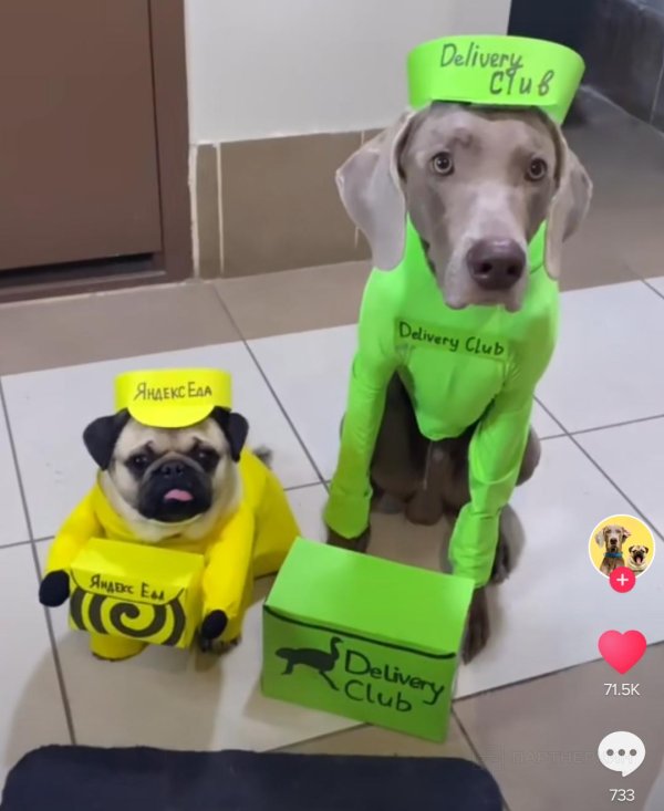 гончая веймаранер