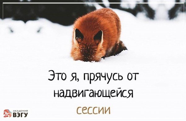 лисенок животные