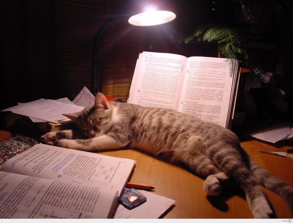 книга котики