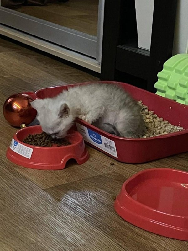 приучить котенка к лотку