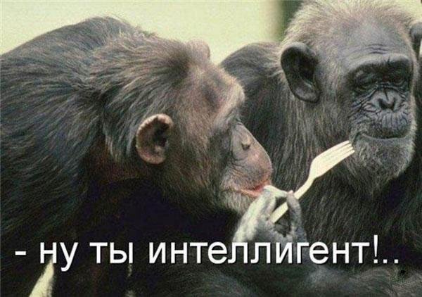 животные шимпанзе