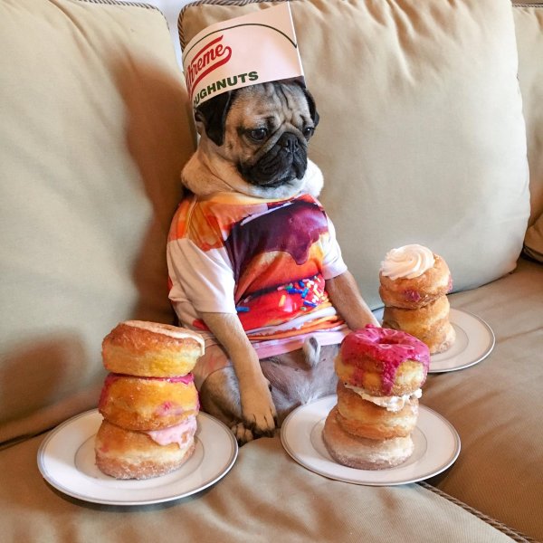 мопсы сладкоежки