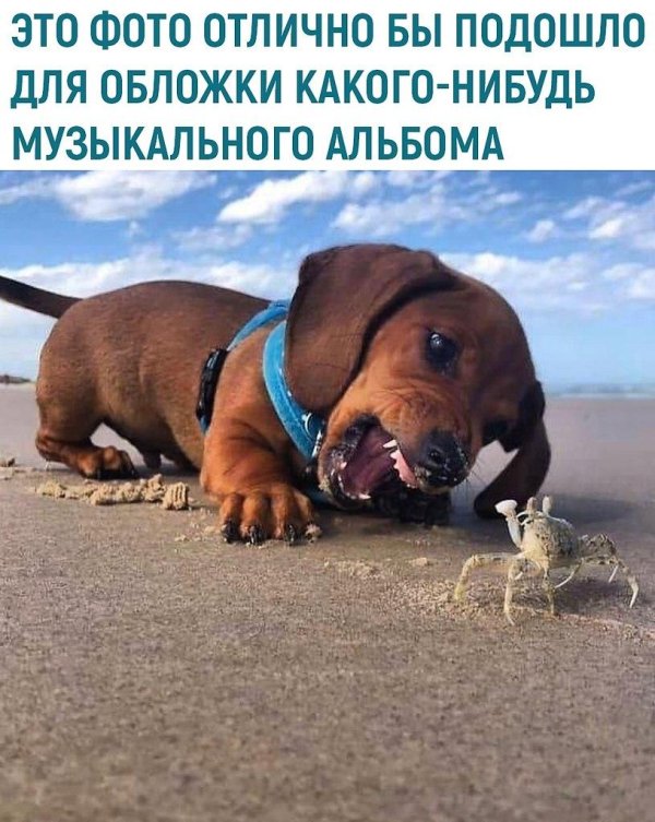 смешная такса