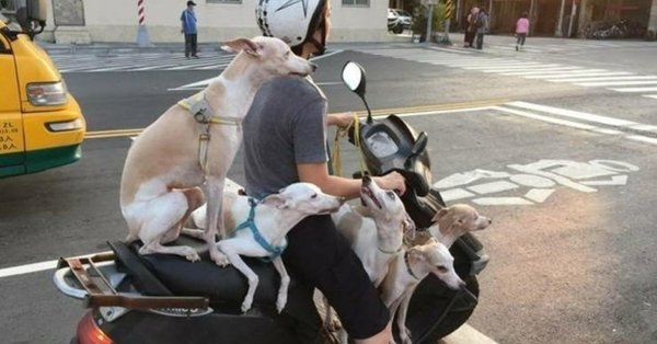 пес смешной