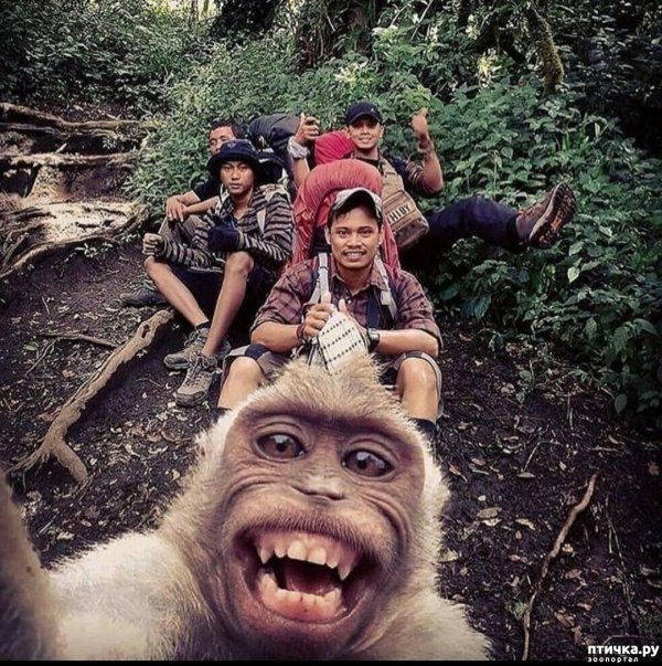 селфи животных смешные