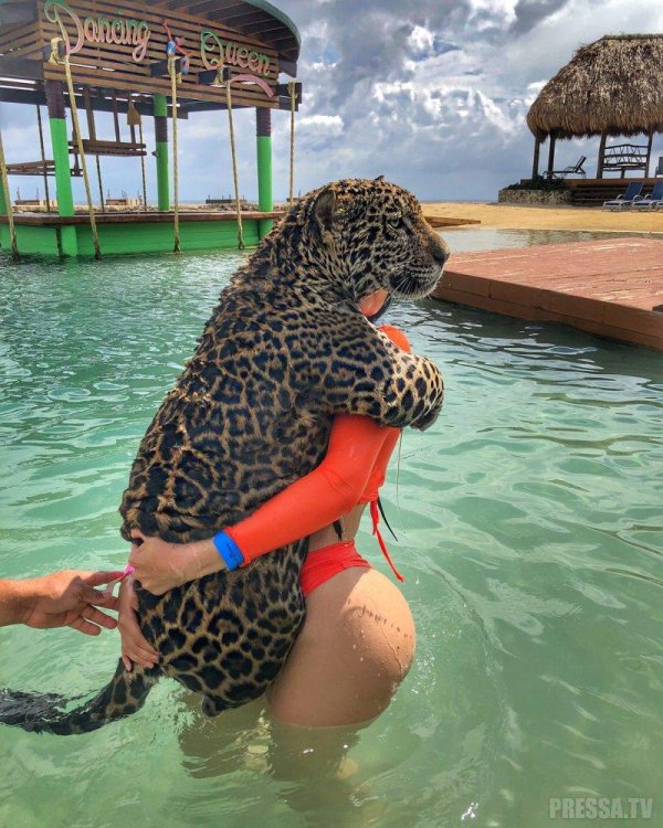 животное ягуар