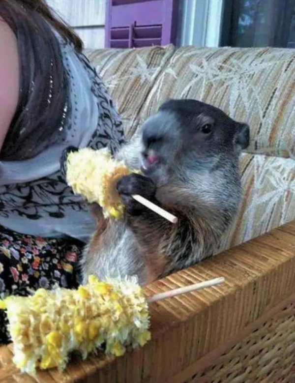 хомяк ест кукурузу