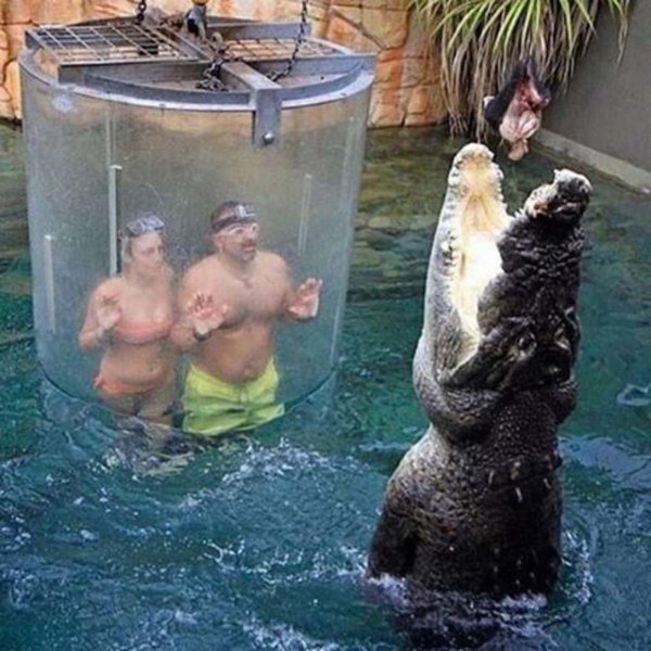 crocosaurus cove австралия