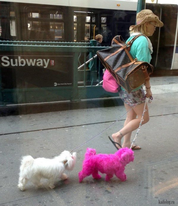 розовая собачка