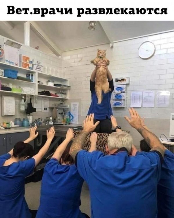 ветеринарная клиника