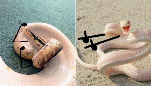 змеи смешные