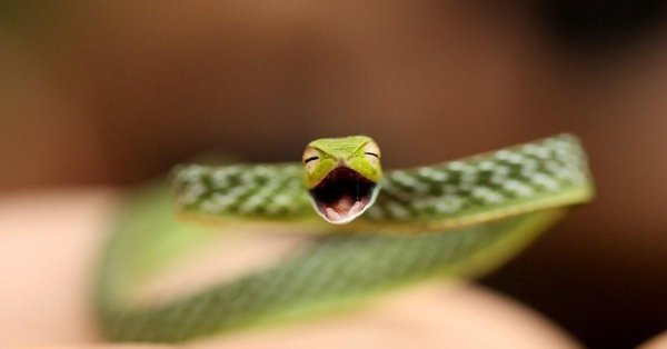 длиннорылая плетевидка