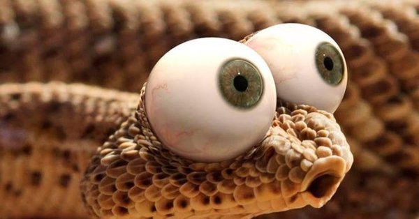 голова змеи