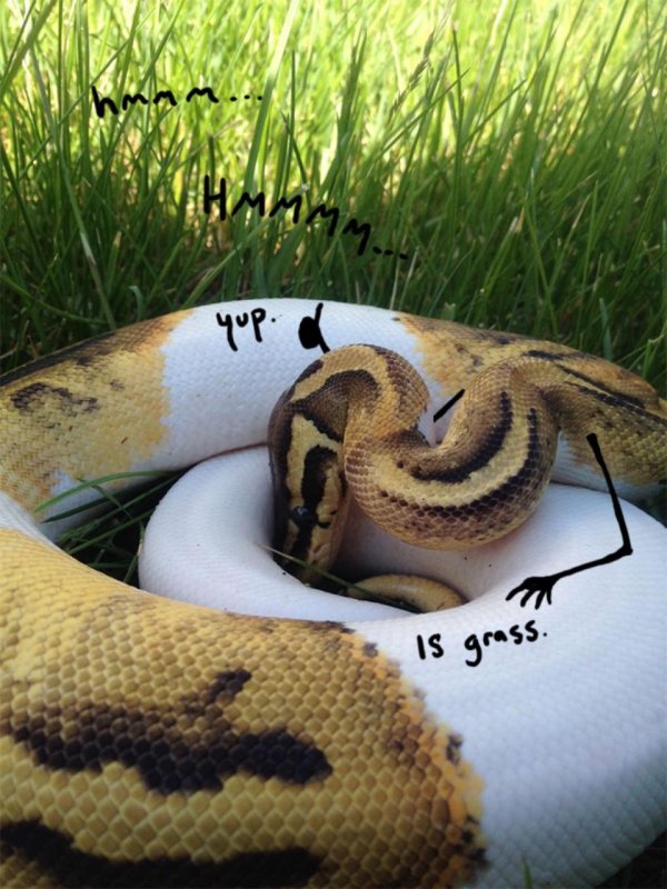 python regius