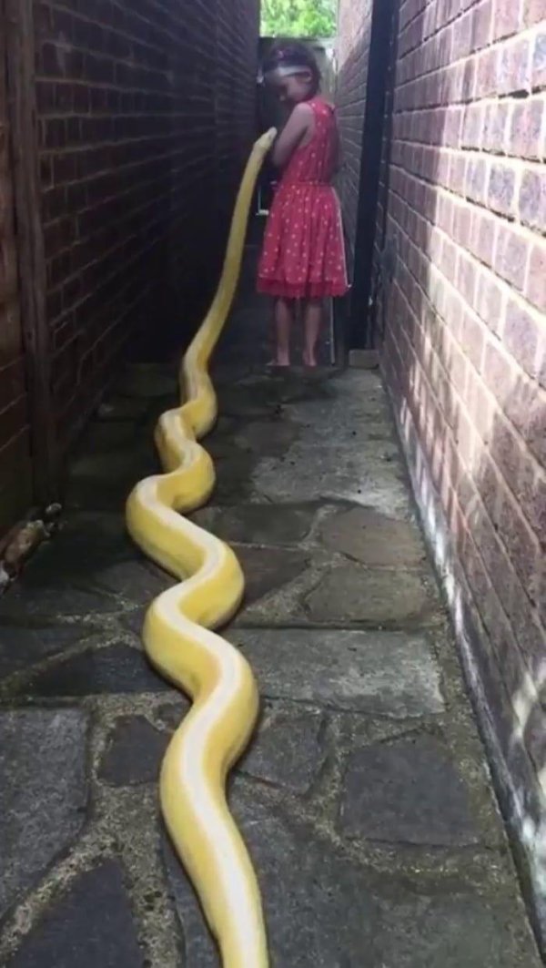 питон огромный