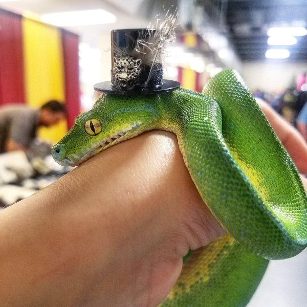 питон зеленый