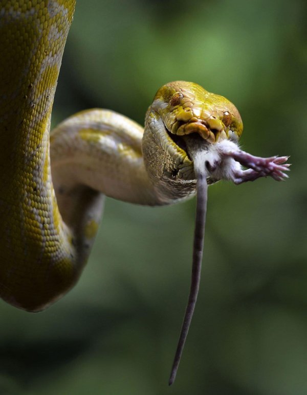 питон альбино грин