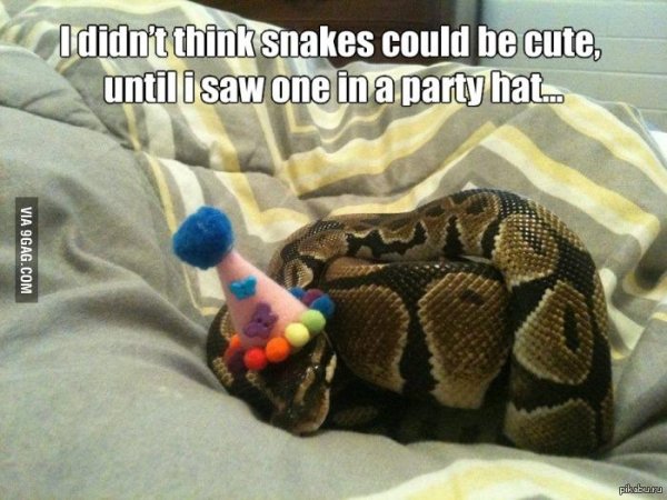 королевские питоны